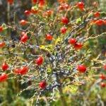 Rosehip: The fruit of the rose brings health and beauty benefits