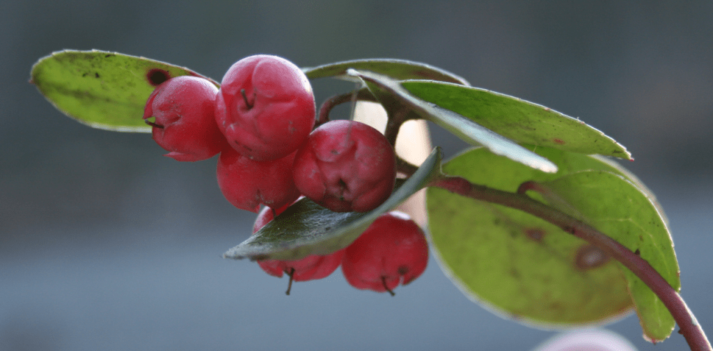 Wintergreen, Mike Serfas - Public Domain